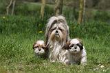 SHIH TZU 315